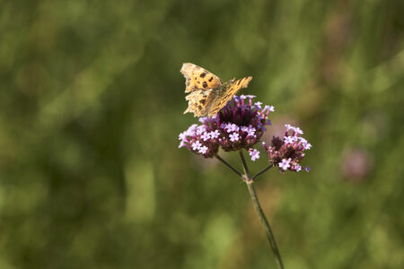 Butterfly perched on a flower at Port Lympne Hotel and Reserve