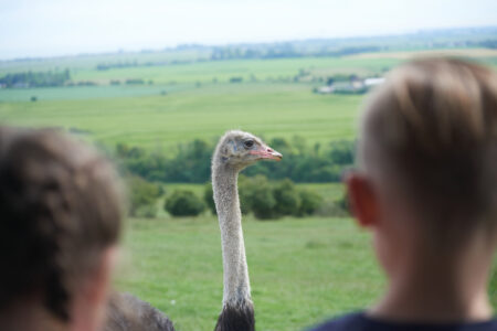 An ostrich in the wild at Port Lympne with onlookers enjoying the view