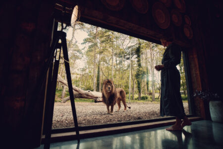 A lion seen looking into the Lion Lodge room at Port Lympne