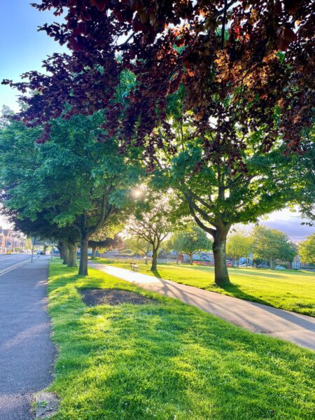 Mature trees line an avenue by the side of a park